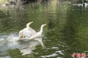 万年历表吉林：罕见白鸬鹚连续两年“故地重游”