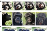 万年历表国际最新研究：机器人“打哈欠” 黑猩猩被传染