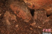万年历表江西发现蜘蛛新物种 为研究呵叻蛛属适应区域提供依据
